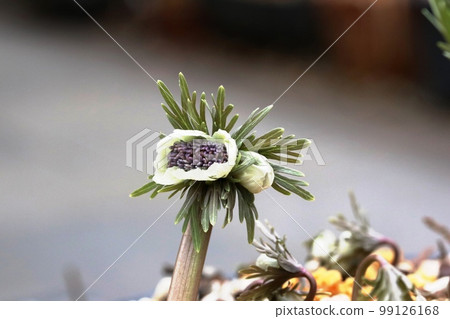 Banding of very rare Setsubunso (Setsubunso) 99126168