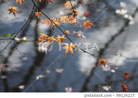 Late autumn leaves and the water surface of the pond 99126225