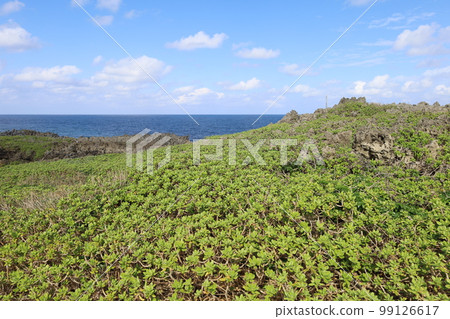 冬季沖繩北古里本部半島古宇利島 99126617