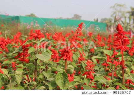 red colored scarlet sage flower on farm for harvest are cash crops 99126707