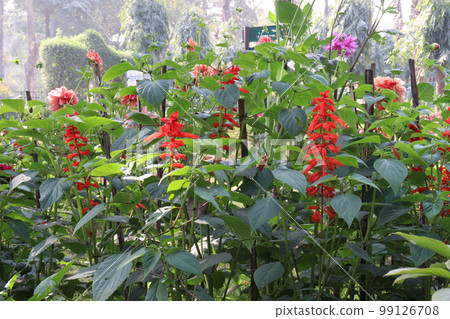red colored scarlet sage flower on farm for harvest are cash crops red colored scarlet sage flower on farm for harvest are cash crops 99126708