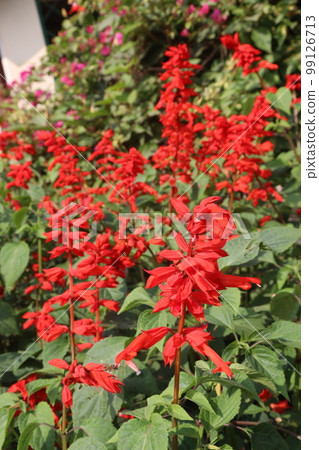 red colored scarlet sage flower on farm for harvest are cash crops 99126713