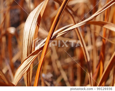 Close-up of withered cypress grass Close-up of withered cypress grass 99126936
