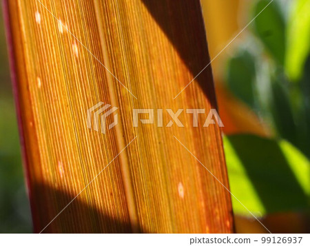 Close-up of withered cypress grass 99126937