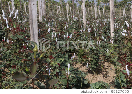 rose wrapped with foam net on farm for harvest are cash crops 99127000