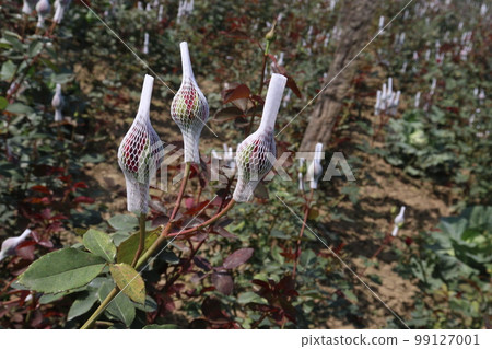 rose wrapped with foam net on farm for harvest are cash crops 99127001