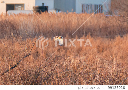 Short-eared owl flying over the wetlands 99127018