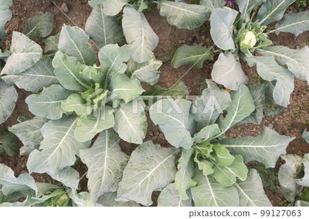 tasty and healthy Cauliflower on farm for harvest this is cash crops tasty and healthy Cauliflower on farm for harvest this is cash crops 99127063