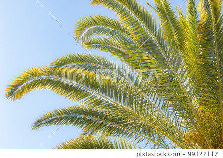 Palm Leaves～Hamanako Garden Park 99127117