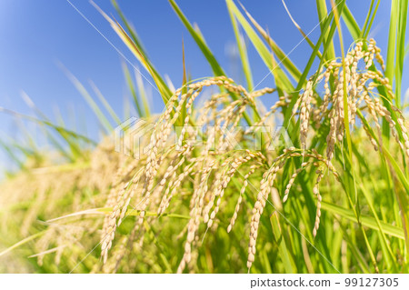 Rice field Rice field 99127305