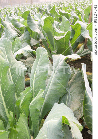 healthy fresh cabbage on farm for harvest this is cash crops healthy fresh cabbage on farm for harvest this is cash crops 99127343