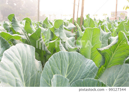 healthy fresh cabbage on farm for harvest this is cash crops healthy fresh cabbage on farm for harvest this is cash crops 99127344