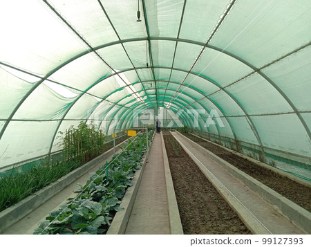green shade with Cabbage farm for harvest 99127393