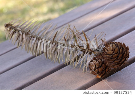 fir pinecone fir pinecone 99127554
