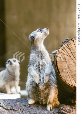 Meerkat basking in the sun 99127594