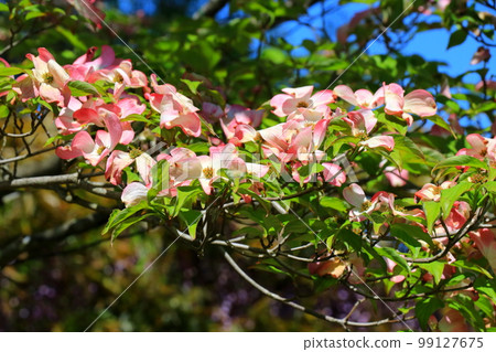 淺棕色山茱萸 99127675