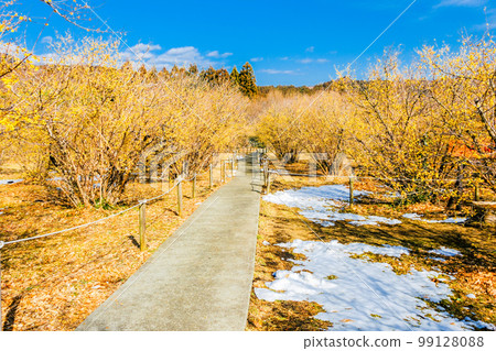 老梅林和長廊 99128088