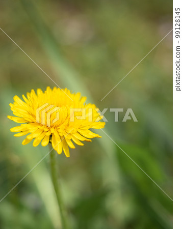 Dandelion 99128145