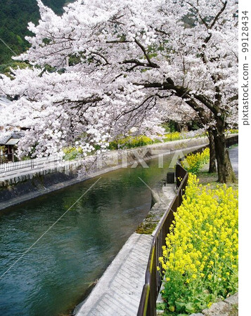 櫻花盛開的山科運河京都風光 櫻花盛開的山科運河京都風光 99128434