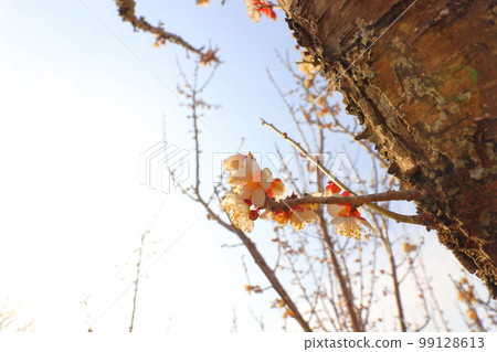 梅花初開 白梅花 99128613