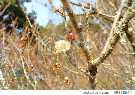 梅花初開 白梅花 99128644