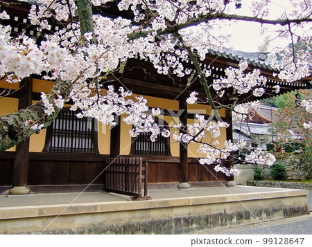 京都某寺櫻花盛開 京都某寺櫻花盛開 99128647