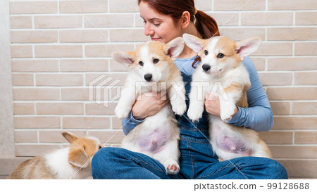Caucasian woman holding three cute pembroke corgi puppies.  99128688