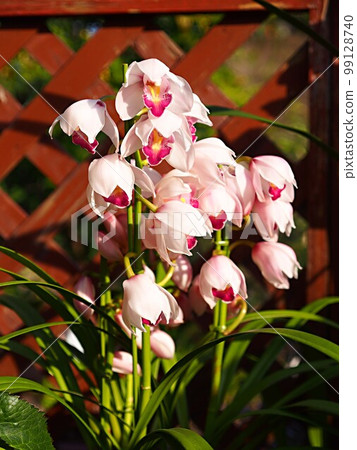 Close up of pink cymbidium flower Close up of pink cymbidium flower 99128740
