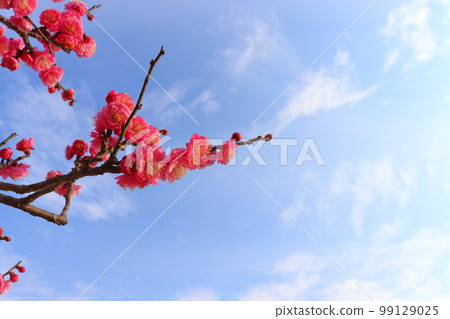 Plum tree beginning to bloom Kobai 99129025