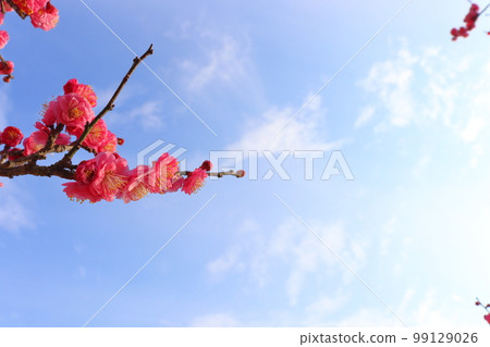 梅花初開小白 99129026