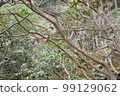 一個花園 99129062