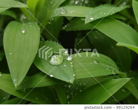 葉子和大水滴 葉子和大水滴 99129264
