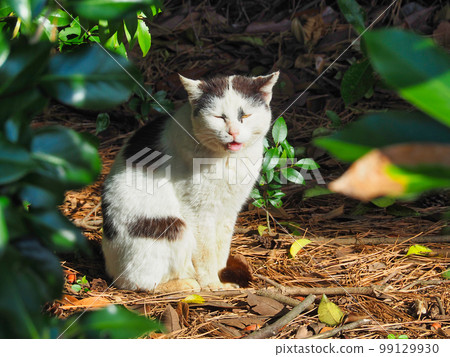 一隻破裂的貓坐在樹蔭下看著你 99129930