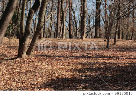 冬季森林公園 冬季森林公園 99130013