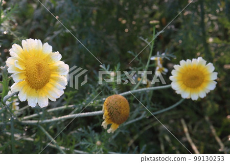 yellow colored crown daisy farm for harvest are cash crops yellow colored crown daisy farm for harvest are cash crops 99130253