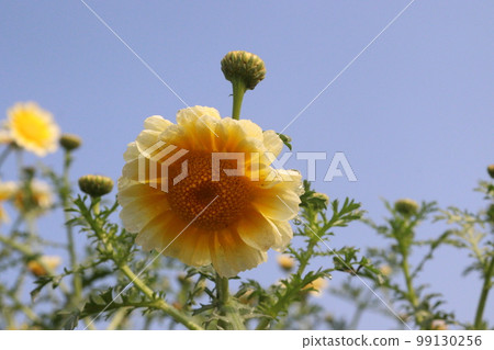 yellow colored crown daisy farm for harvest are cash crops yellow colored crown daisy farm for harvest are cash crops 99130256