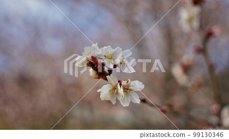 川奈公園，早春二月的櫻花 99130346
