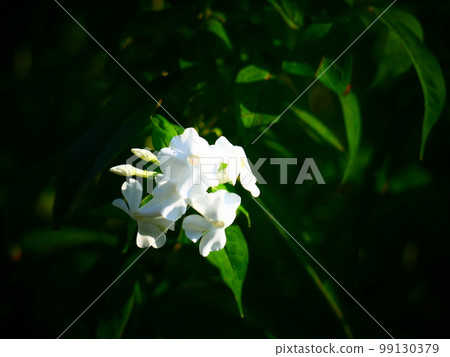 白色的小花 白色的小花 99130379