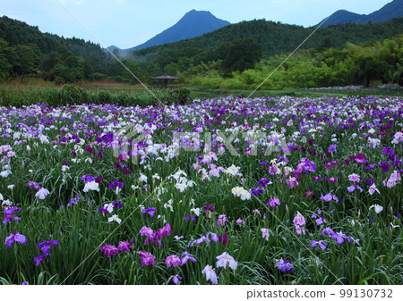 鳶尾花盛開的庭園(別府市神樂女湖) 鳶尾花盛開的庭園(別府市神樂女湖) 99130732