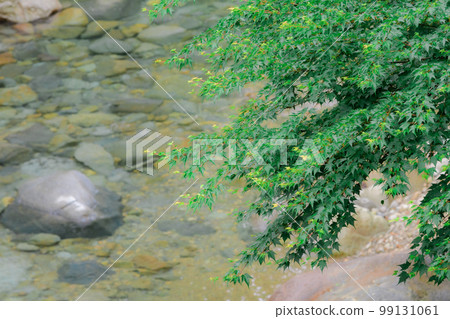The background of the mountain stream where you can see the green of the trees and the bottom of the river The background of the mountain stream where you can see the green of the trees and the bottom of the river 99131061