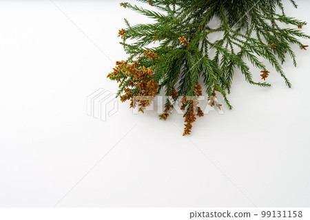 Cedar pollen hay fever allergy Cedar pollen hay fever allergy 99131158