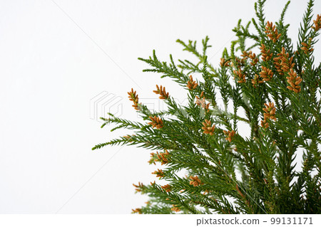 Cedar pollen hay fever allergy 99131171