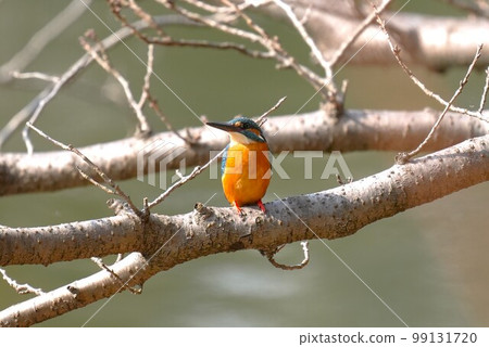 翠鳥從樹枝上尋找獵物 99131720