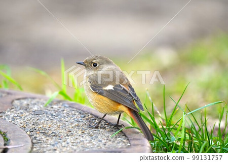 Redstart on a manhole cover Redstart on a manhole cover 99131757
