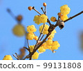 Wax plum flowers shining in the blue sky 99131808