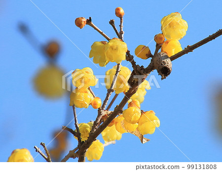 Wax plum flowers shining in the blue sky 99131808