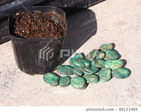 chemically treated broad bean seeds chemically treated broad bean seeds 99131904