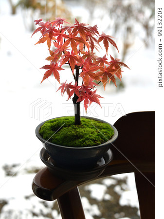 以白雪皚皚的花園為背景,在覆蓋著綠色苔蘚的陶瓷上製作迷你楓樹盆景和美麗的秋葉。 以白雪皚皚的花園為背景,在覆蓋著綠色苔蘚的陶瓷上製作迷你楓樹盆景和美麗的秋葉。 99132203