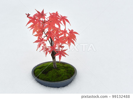 以純白的雪為背景，在覆蓋著綠色苔蘚的陶瓷上，一個迷你的楓樹盆景，美麗的紅葉。 99132488