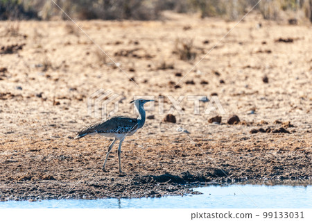 A Kori Bustard, standing on the edge of a waterhole 99133031